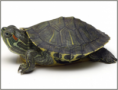 TORTUGA JAPONESA